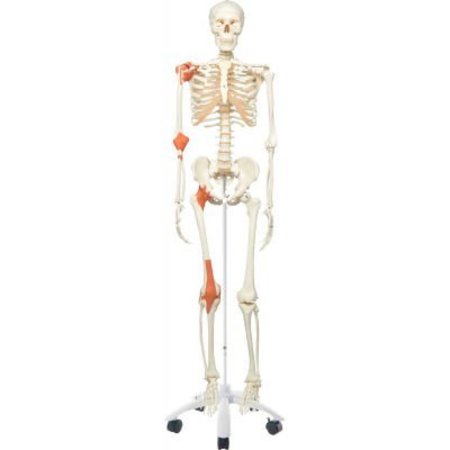 FABRICATION ENTERPRISES 3B® Anatomical Model - Leo The Ligament Skeleton on Roller Stand 950697